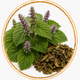 Patchouli