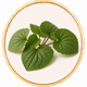 Violet Leaf